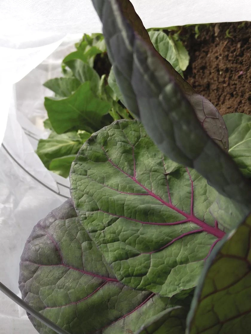 Summerweight Garden Fabric 2 Summerweight Garden Fabric - Image 2