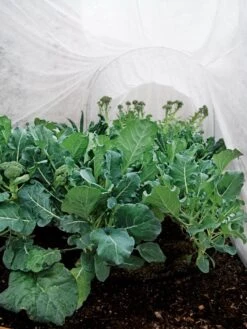 Summerweight Garden Fabric 8 Summerweight Garden Fabric -Gardeners Supplies Sales 32644 7936 tif