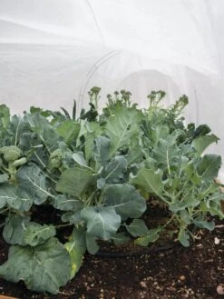 All-Purpose Garden Fabric -Gardeners Supplies Sales 32646 7940 tif