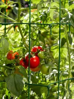 Tomato Cages, Set Of 4 -Gardeners Supplies Sales 34182 588 tif
