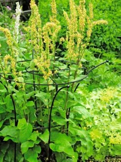 Essex Plant Supports -Gardeners Supplies Sales 37423 200 tif