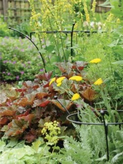 Essex Plant Supports -Gardeners Supplies Sales 37423 280 tif