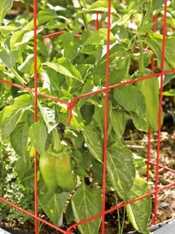 Pepper And Eggplant Cages, Set Of 3 -Gardeners Supplies Sales 37464 567 tif