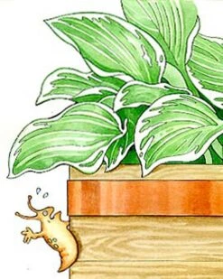 Copper Slug Tape 5 Copper Slug Tape -Gardeners Supplies Sales 38 994 b