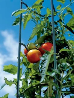 Tomato Ladders, Set Of 3 10 Tomato Ladders, Set Of 3 -Gardeners Supplies Sales 38184 003E tif