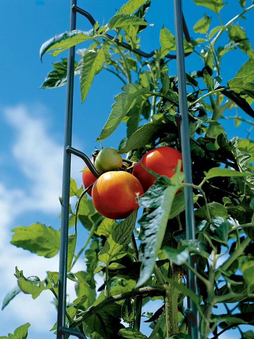 Tomato Ladders, Set Of 3 5 Tomato Ladders, Set Of 3 - Image 5