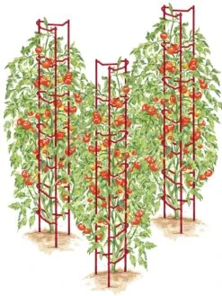 Tomato Ladders, Set Of 3