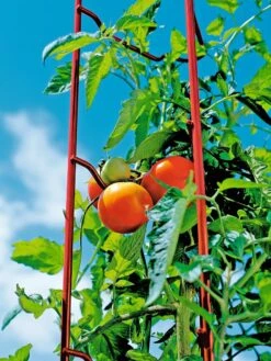 Tomato Ladders, Set Of 3 11 Tomato Ladders, Set Of 3 -Gardeners Supplies Sales 38185 003E tif