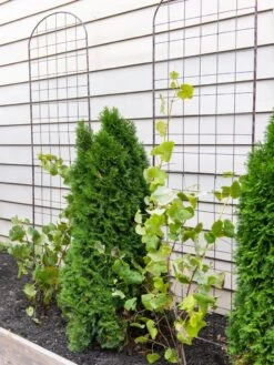 Jardin Flower Trellis -Gardeners Supplies Sales 38689 6002 tif