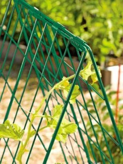 Deluxe Cucumber Trellis -Gardeners Supplies Sales 39806 GR edit tif