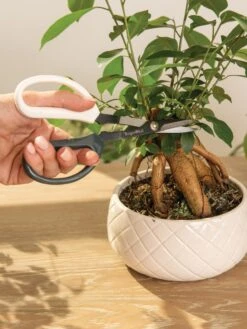 Japanese Pruning Scisssors 14 Japanese Pruning Scisssors -Gardeners Supplies Sales 3 4 crop 8612968 0087
