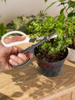 Japanese Pruning Scisssors 12 Japanese Pruning Scisssors -Gardeners Supplies Sales 3 4 crop 8612968 0092