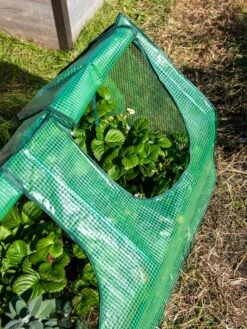 Multi Cloche -Gardeners Supplies Sales 3 4 crop 8613213 0240