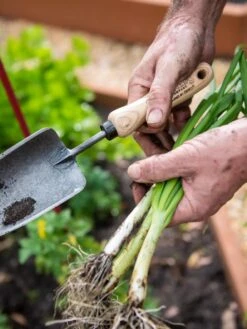 Gardener's Lifetime Trowel 8 Gardener's Lifetime Trowel -Gardeners Supplies Sales 8586972 3286 tif