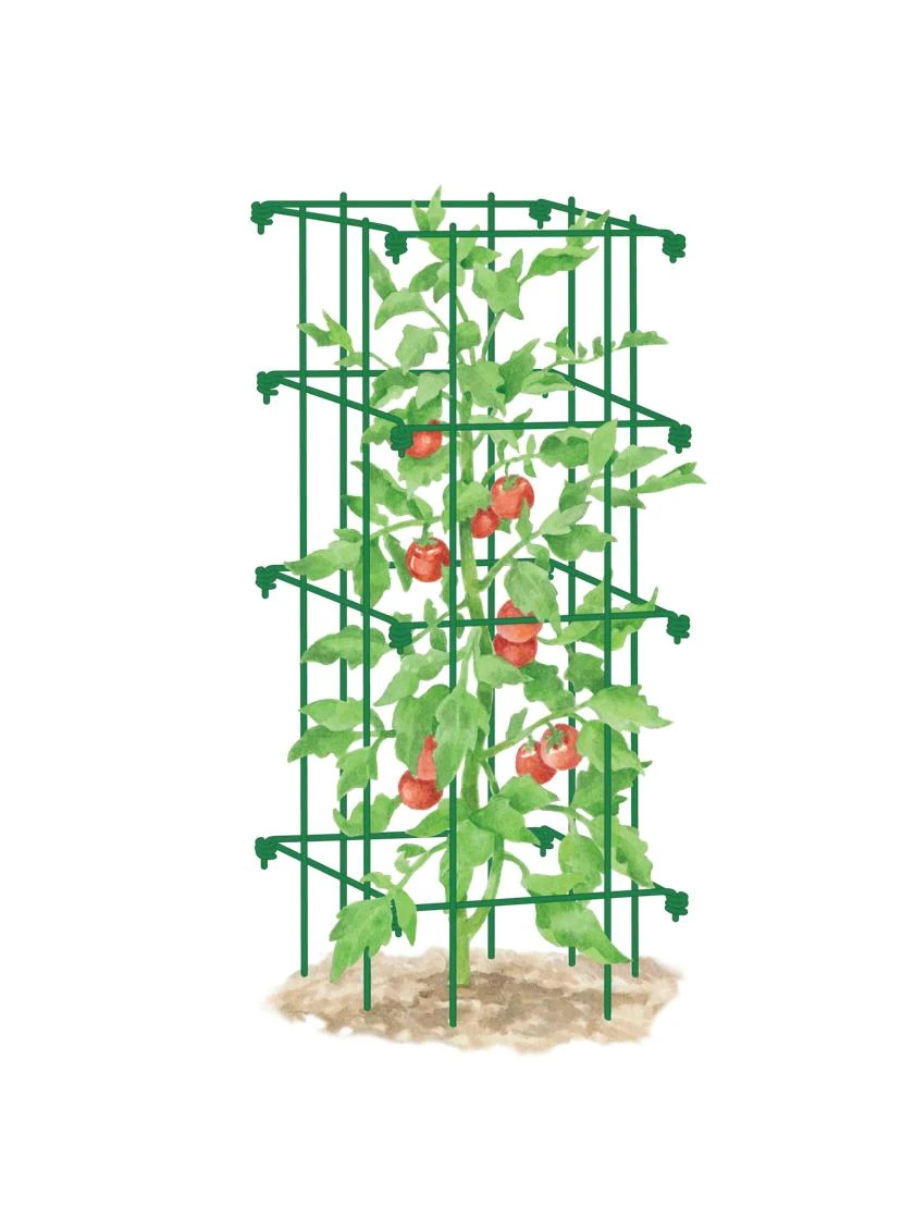 Tomato Cage, Single 4 Tomato Cage, Single - Image 4