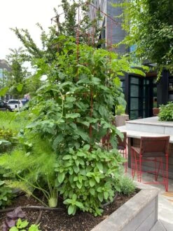 Tomato Towers, Set Of 2 6 Tomato Towers, Set Of 2 -Gardeners Supplies Sales 8587041 01IN tif