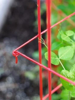 Tall Expandable Pea Trellis -Gardeners Supplies Sales 8587061 010 tif