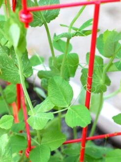 Tall Expandable Pea Trellis -Gardeners Supplies Sales 8587061 101 tif 1