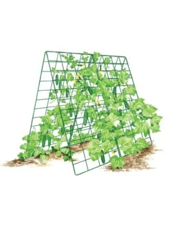 Deluxe Cucumber Trellis -Gardeners Supplies Sales 8587083 001 GRN tif