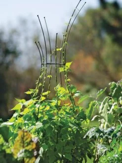 Jardin Pot Trellis -Gardeners Supplies Sales 8587120 5010 tif