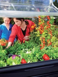 Canopia® By Palram Plant Inn™ Raised Bed Greenhouse, 4' X 4' 27 Canopia® By Palram Plant Inn™ Raised Bed Greenhouse, 4' X 4' -Gardeners Supplies Sales 8588308 03V tif