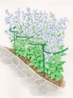 Tidy Path Supports 5 Tidy Path Supports -Gardeners Supplies Sales 8588403 003 1