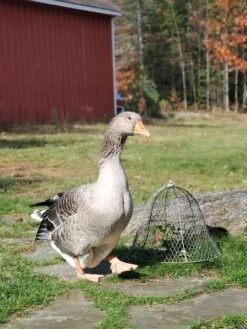 Chicken Wire Cloche 14 Chicken Wire Cloche -Gardeners Supplies Sales 8590210 01IN tif