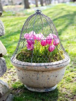 Chicken Wire Cloche 13 Chicken Wire Cloche -Gardeners Supplies Sales 8590210 021 tif