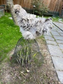 Chicken Wire Cloche 15 Chicken Wire Cloche -Gardeners Supplies Sales 8590210 02CUST tif