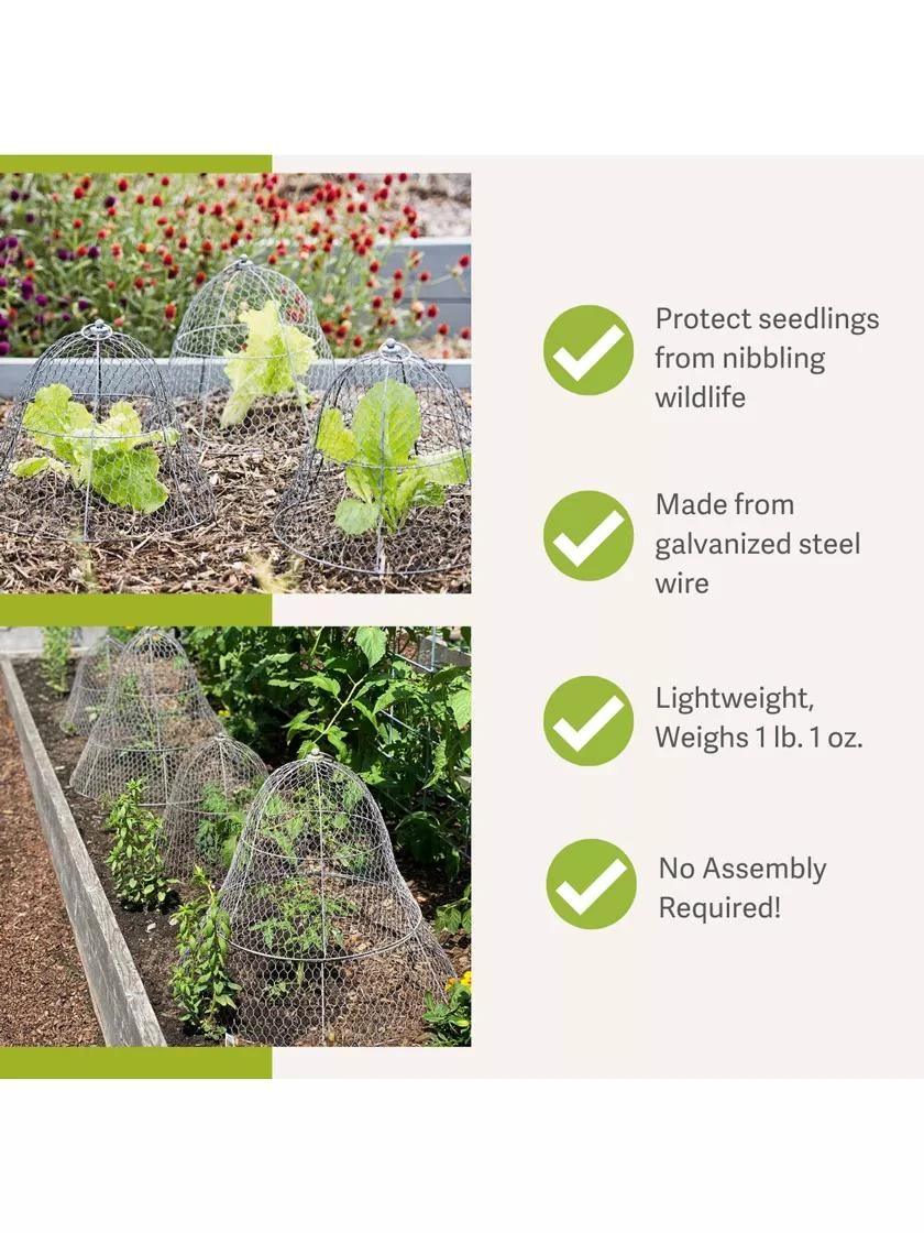 Chicken Wire Cloche 2 Chicken Wire Cloche - Image 2