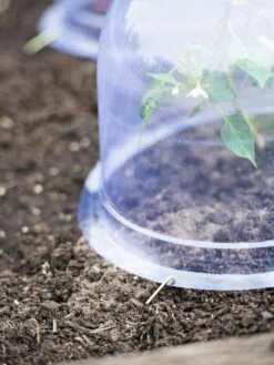 Medium Garden Cloches, Set Of 6 -Gardeners Supplies Sales 8593985 9441 tif