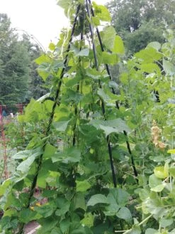 Titan Teepee Trellis 9 Titan Teepee Trellis -Gardeners Supplies Sales 8595757 01EMP tif