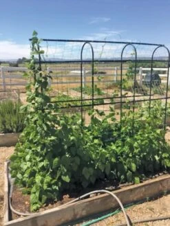 Titan Pea Tunnel 8 Titan Pea Tunnel -Gardeners Supplies Sales 8596275 01CUST tif