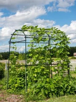 Titan Squash Tunnel 13 Titan Squash Tunnel -Gardeners Supplies Sales 8596276 0133 tif