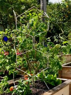 Gardener's Vertex Lifetime Pepper And Eggplant Cage -Gardeners Supplies Sales 8599554 01CUST tif