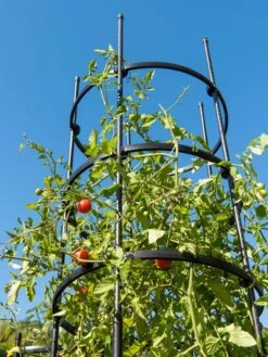 Titan Tall Tomato Cages, Set Of 3 -Gardeners Supplies Sales 8599860 0066 tif