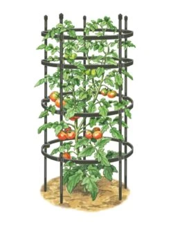 Titan Tomato Cages, Set Of 3 11 Titan Tomato Cages, Set Of 3 -Gardeners Supplies Sales 8599861 0001 art tif