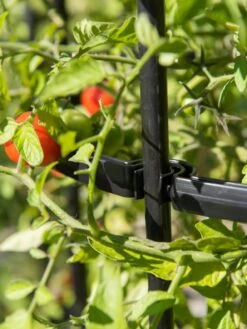 Titan Tomato Cages, Set Of 3 13 Titan Tomato Cages, Set Of 3 -Gardeners Supplies Sales 8599861 0079 tif