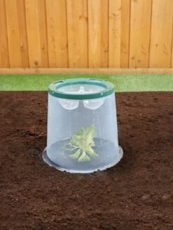 Sunny Forcing Cloches, Set Of 3 11 Sunny Forcing Cloches, Set Of 3 -Gardeners Supplies Sales 8600075 02V tif