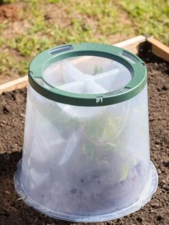 Sunny Forcing Cloches, Set Of 3 10 Sunny Forcing Cloches, Set Of 3 -Gardeners Supplies Sales 8600075 0734 tif