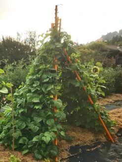 Annabel Tipi Trellis -Gardeners Supplies Sales 8600521 02V tif