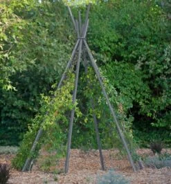 Annabel Tipi Trellis -Gardeners Supplies Sales 8600521 07V jpg