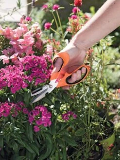 Gardener's Multi Purpose Scissors -Gardeners Supplies Sales 8608655 19551 tif