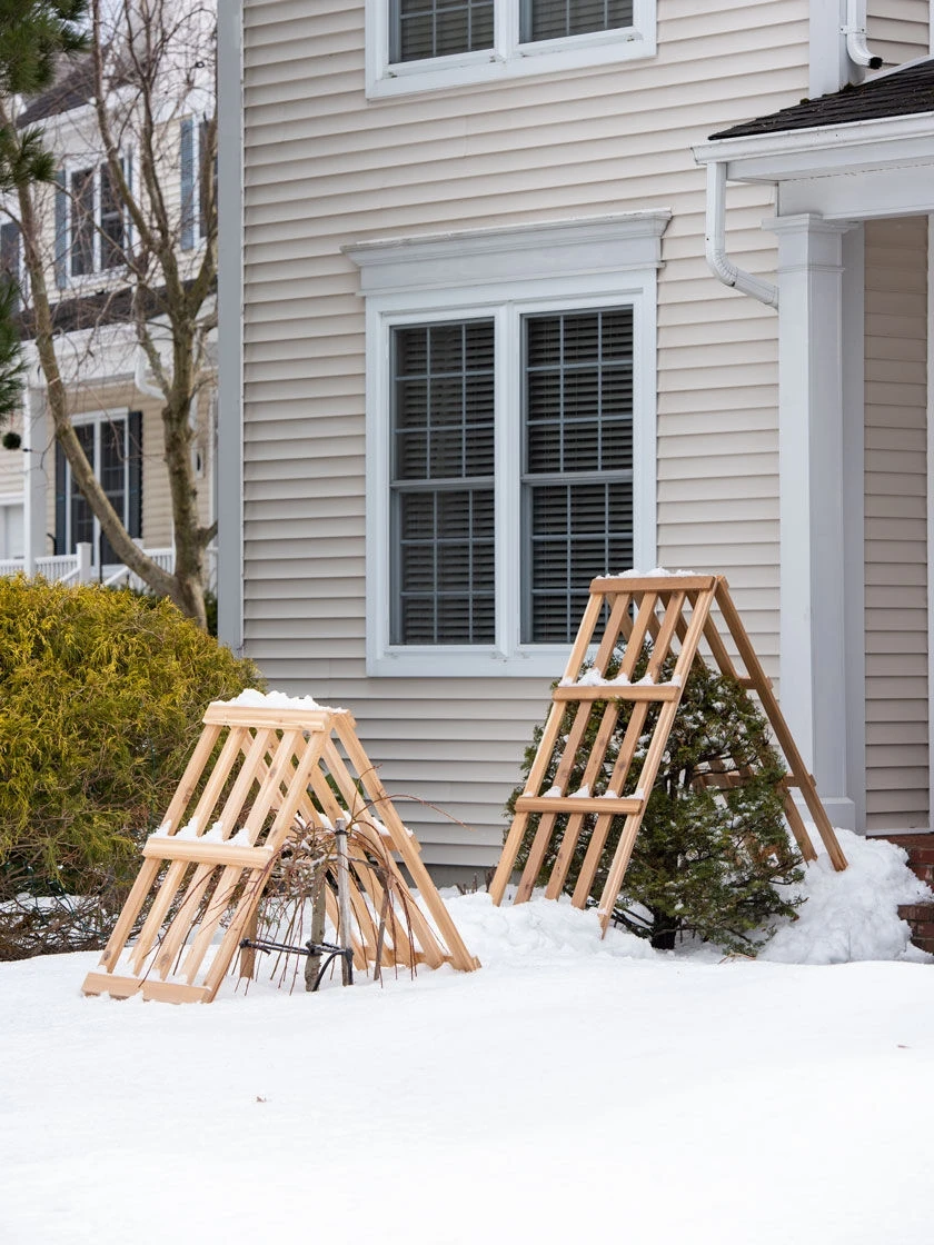 Cedar Shrub Guard 1 Cedar Shrub Guard