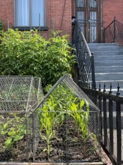 Chicken Wire Crop Coop -Gardeners Supplies Sales 8609080 02CUST tif