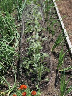 Chicken Wire Row Cloche Expandable Extra Large 3N1 -Gardeners Supplies Sales 8609412 5903 tif