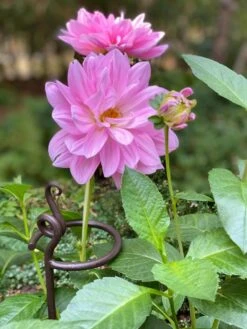 Arden Single Stem Supports, Set Of 2 -Gardeners Supplies Sales 8610375 5703 tif