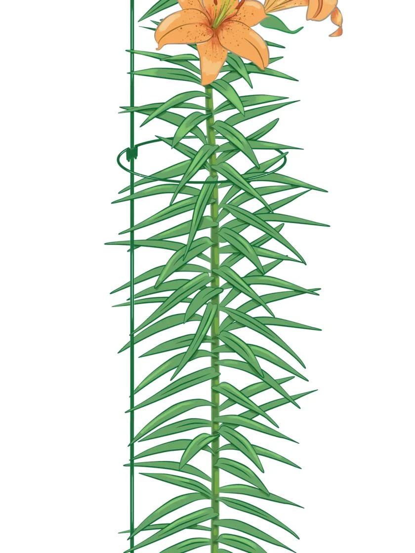 Peacock Mini Plant Support Rings 8", Set Of 2 2 Peacock Mini Plant Support Rings 8", Set Of 2 - Image 2