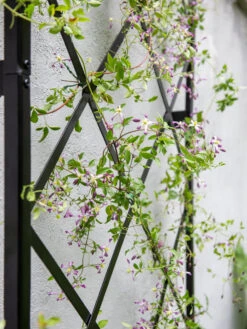 Lattice Gable Wall Trellis 6 Lattice Gable Wall Trellis -Gardeners Supplies Sales 8611130 011