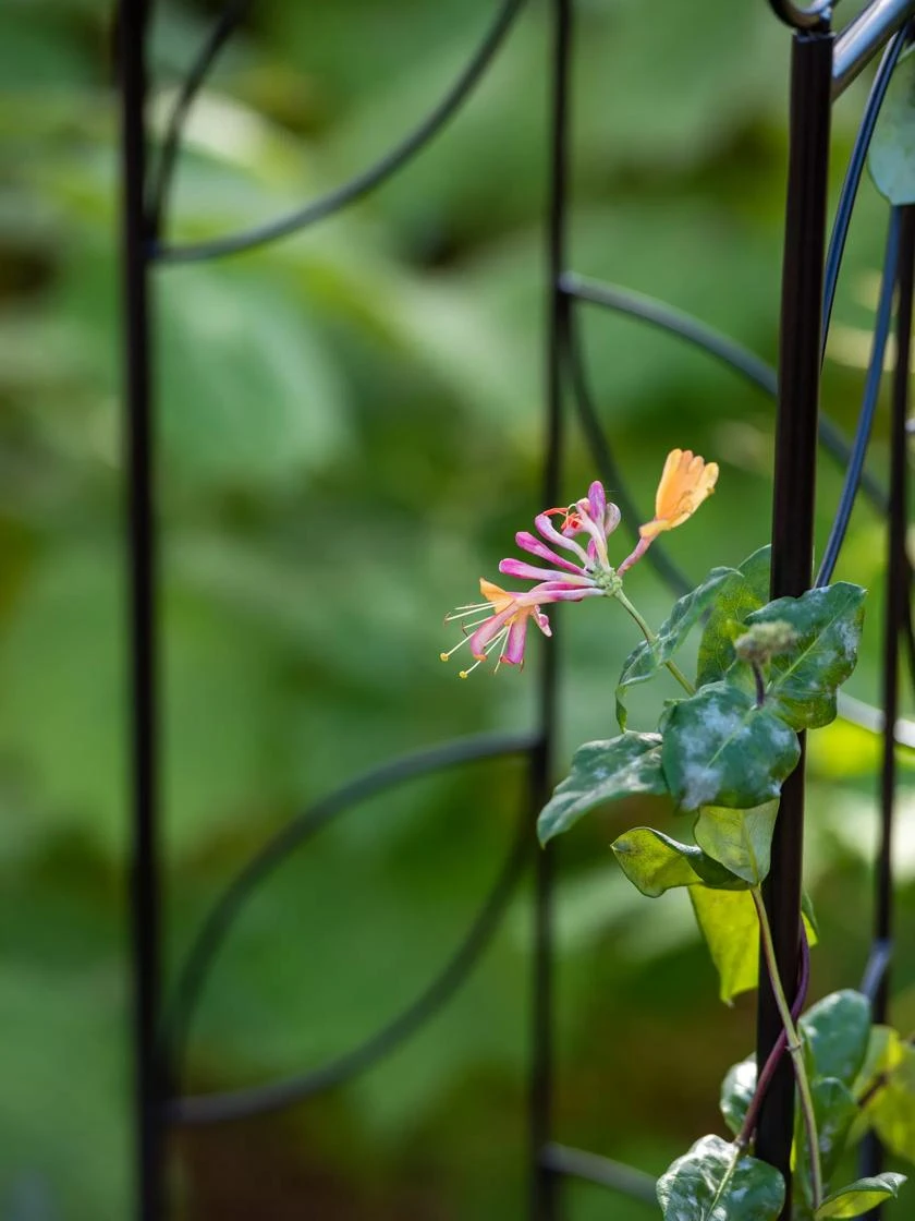 4 Sided Leaf Obelisk, 72" 2 4 Sided Leaf Obelisk, 72" - Image 2